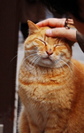 江ノ島 茶トラ猫.jpg