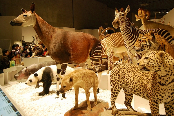 大哺乳類展 陸のなかまたち 会場限定 ツノのある動物図鑑 キリン