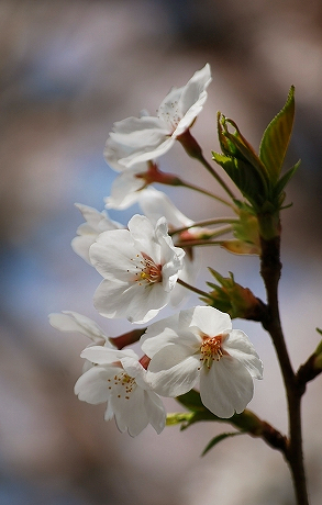 桜 三川公園.jpg