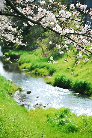 春の小川 桜.jpg