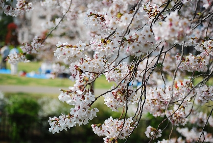 相模三川公園　桜.jpg