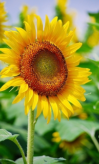 太陽花.jpeg