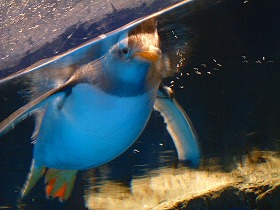DSCF0300.jpg