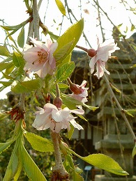 DSCF8410.jpg