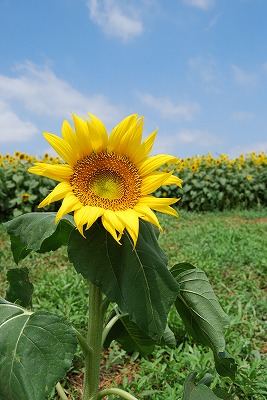 DSC_1054.jpg
