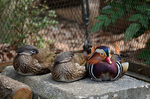 オシドリ バードケージ 麻溝公園ふれあい動物広場.jpg