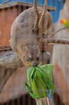 ケープハイラックス 福山市立動物園.jpg