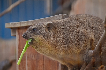 ケープハイラックス福山市立動物園.jpg