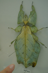 コノハムシ 世界のカブトムシクワガタ展 相模原ふれあい科学館.jpg