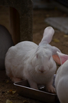 ジャンボウサギ 福山市立動物園.jpg