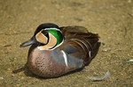 トモエガモ 福山市立動物園.jpg