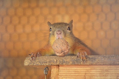 ニホンリス 福山市立動物園.jpg