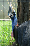 ヒクイドリ 福山市立動物園.jpg