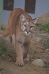 ピューマのマロン ハンターの城 福山市立動物園.jpg