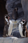 ペンギン 福山市立動物園.jpg