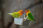 ボタンインコ 福山市立動物園.jpg
