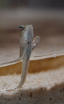 ミナミトビハゼ 相模原ふれあい科学館.jpg
