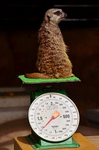 ミーアキャットの体重測定 福山市立動物園.jpg