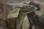 メガネカイマン 爬虫類館 福山市立動物園.jpg