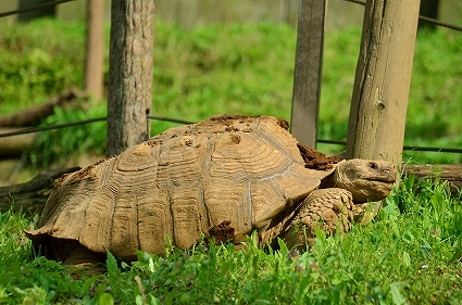 リクガメ リス放飼場 町田リス園.jpg