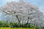 三川公園 桜の樹.jpg