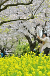 三川公園 土手の桜と菜の花.jpg