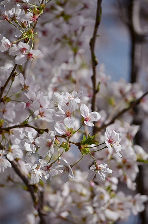三川公園 桜.jpg