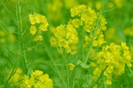 三川公園 菜の花.jpg