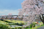 三川公園さくら橋.jpg