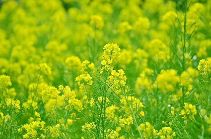 三川公園の菜の花.jpg