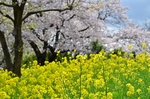 三川公園桜と菜の花の土手.jpg