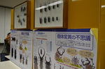 世界のカブトムシ・クワガタ展 相模原ふれあい科学館.jpg