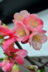 木瓜の花.jpg