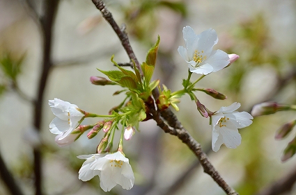 染井吉野桜 三川公園.jpg