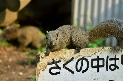 町田 リス園.jpg