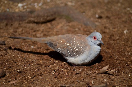 薄雪鳩 ふれあい動物広場 相模原麻溝公園.jpg
