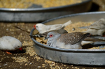 薄雪鳩 バードケージ 麻溝公園ふれあい動物広場.jpg