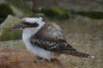 ワライカワセミ 福山市立動物園.jpg